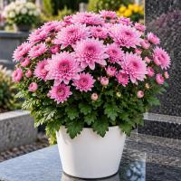 Chrysanthème