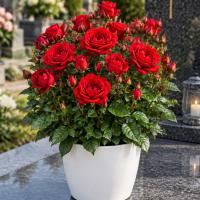 Rosier